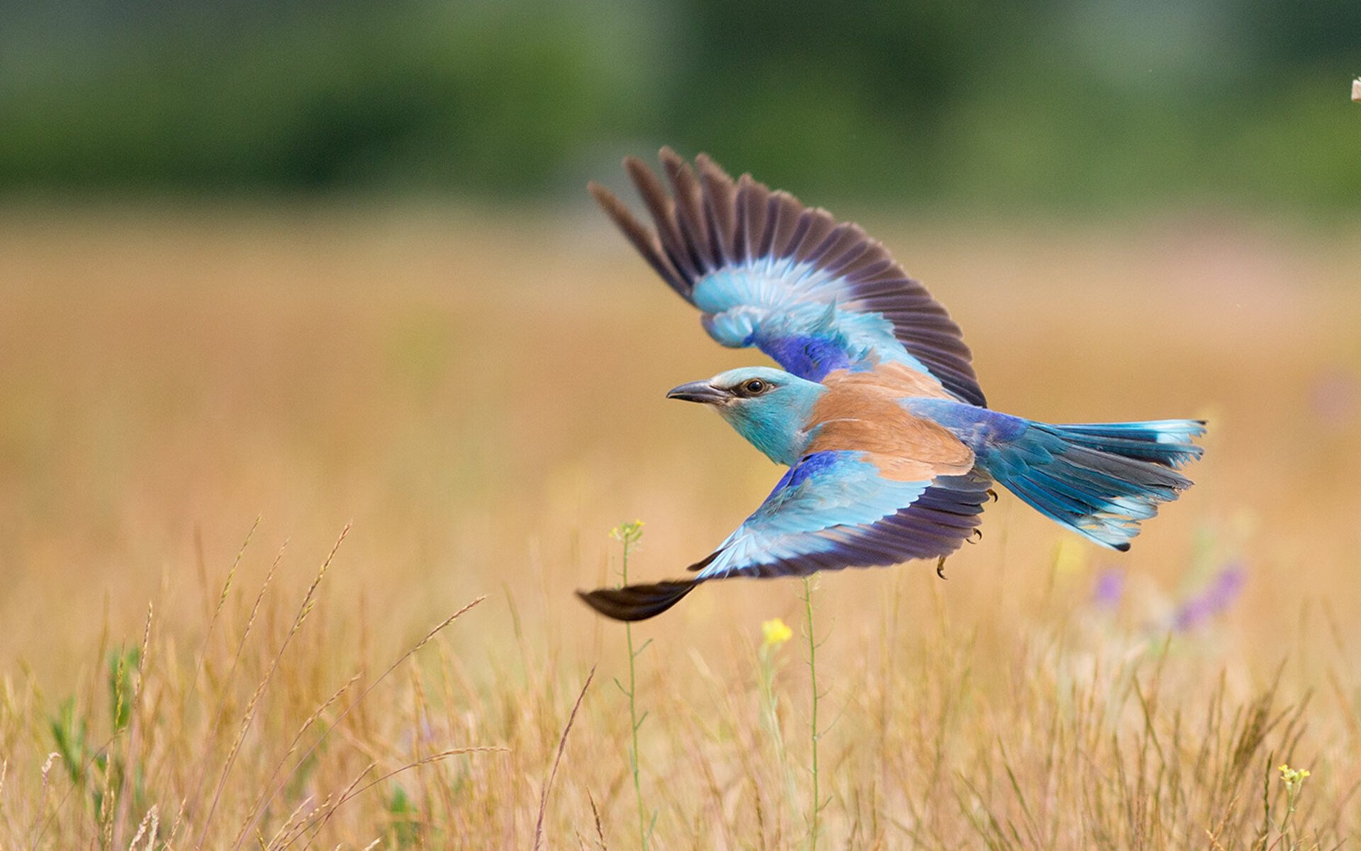 字母哥的完美逻辑,奥运周期关键夜,他为何证明纯粹即力量