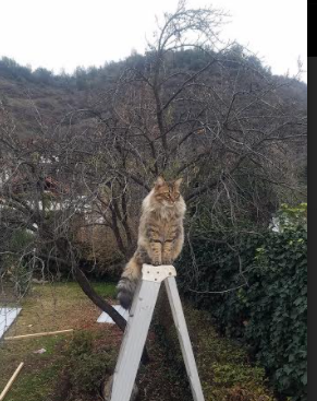 一节定江山,灰熊单节奇袭拉开奇才,字母哥化身关键先生