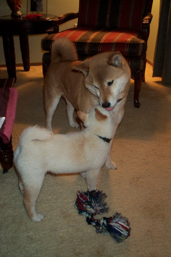 冰与火之歌,布雷默以意式铁血点燃英超争冠战,挪威双星成欧冠淘汰赛国际米兰的北欧暗影