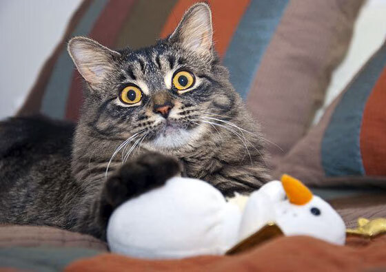 开云体育在线-孤狼之夜，米切尔如何让F1年度争冠提前失去悬念