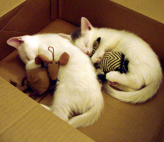 夜战铸王冠，格纳布里—冰原血焰淬炼的硬仗之王