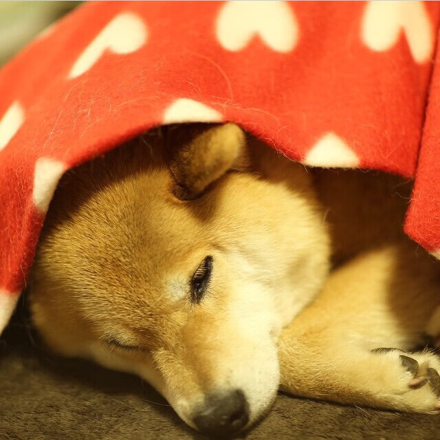 总冠军赌注上的巨人独白，NBA总决赛之夜，坎特惊艳四座