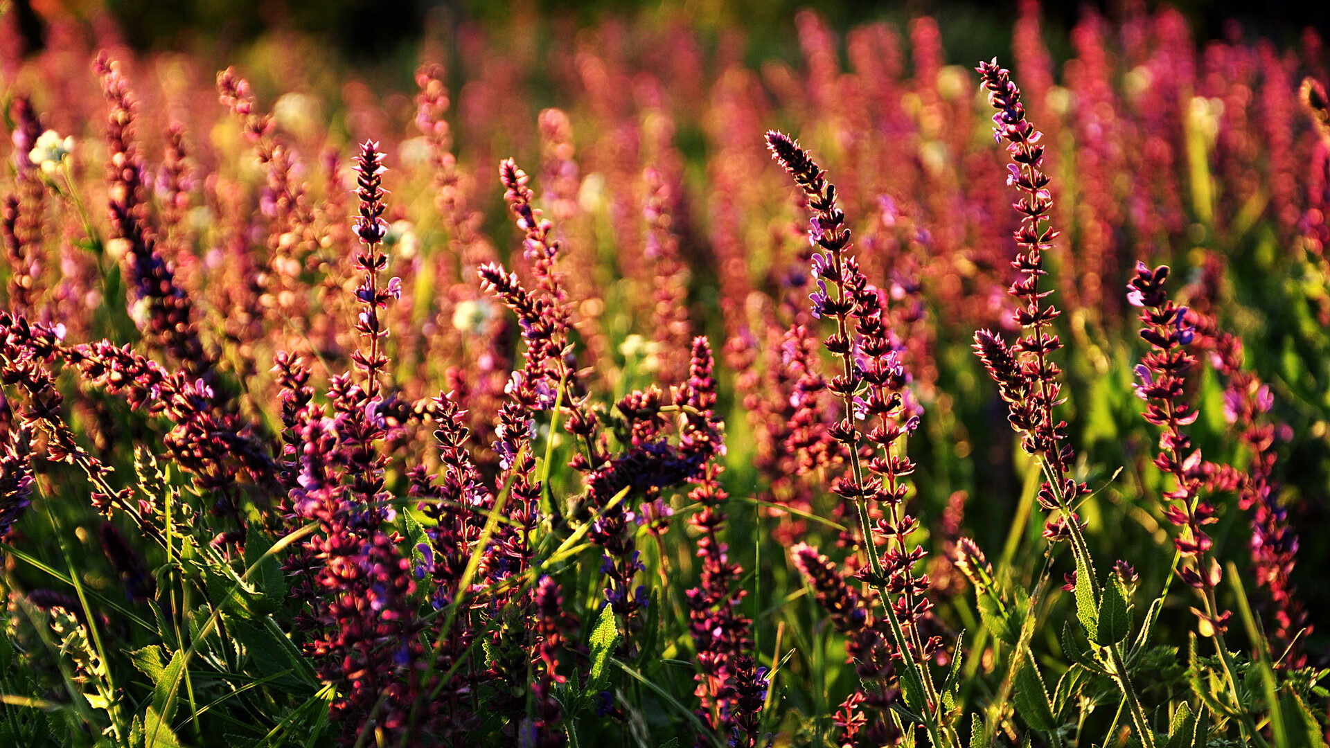 双线辉煌，墨西哥足球横扫曼城，法比尼奥F1街道赛主宰赛道