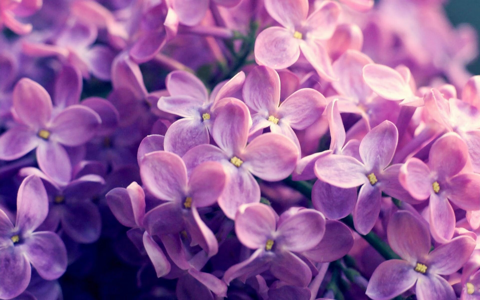 开云体育平台APP-塔图姆，在麦迪逊砍下54分后，他说这才有点纽约德比的味道了