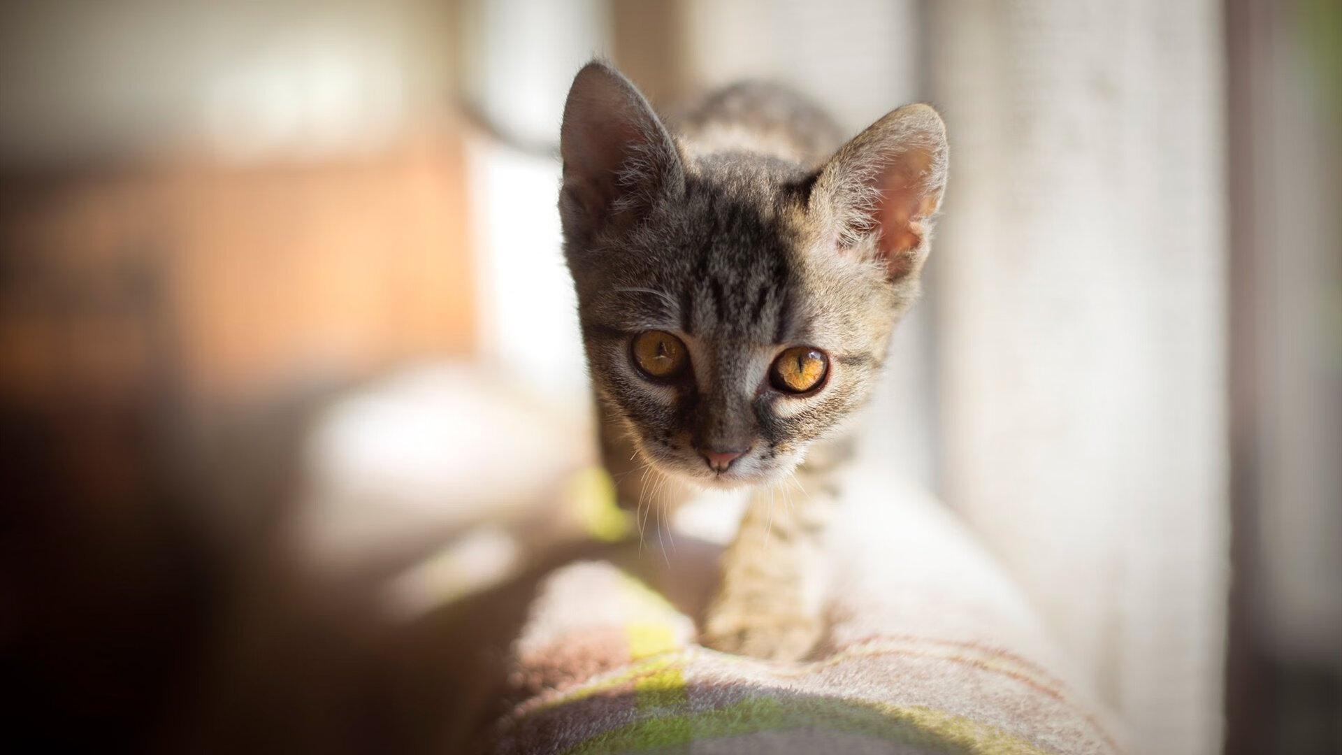 银河为他改道,奥运关键战夜,库里投出完美星轨