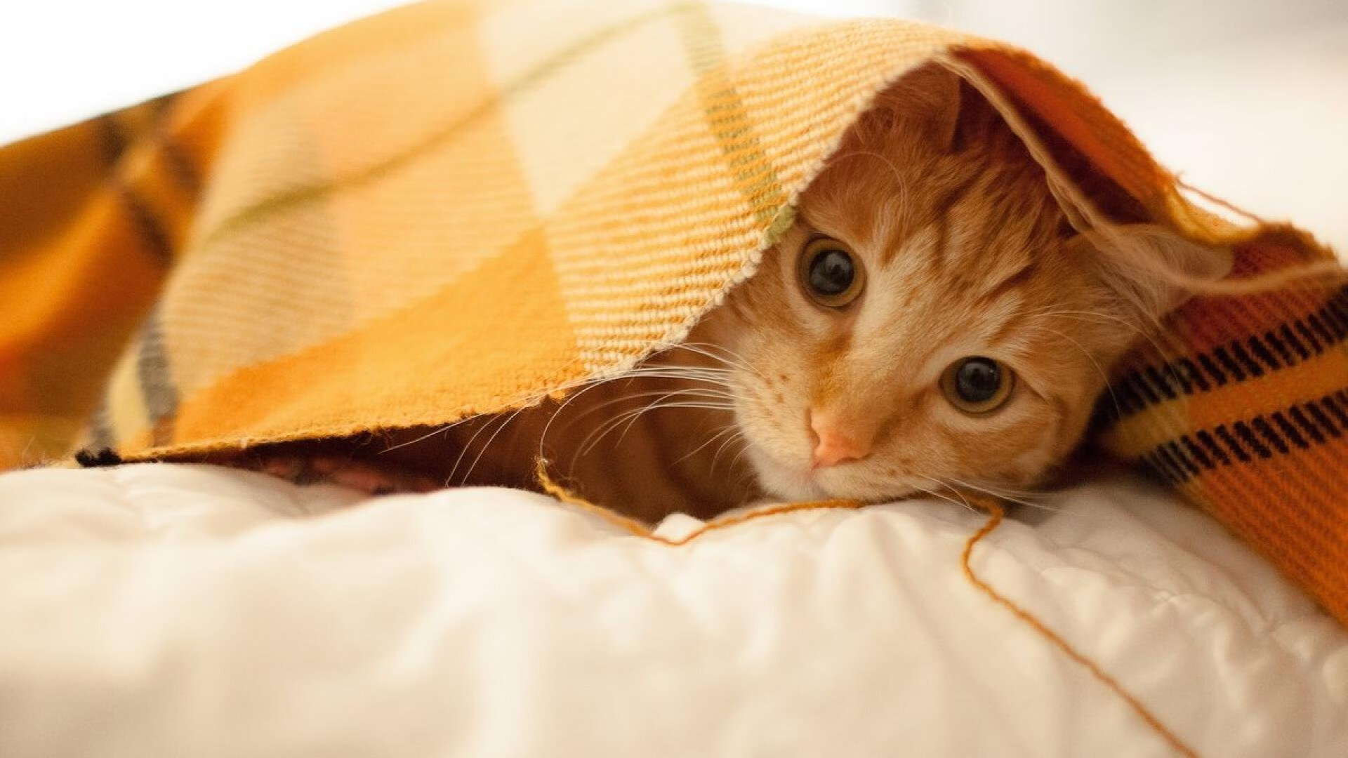 乌克兰铁幕前的叹息，拉亚用数据画下曼城豪华攻击群的休止符