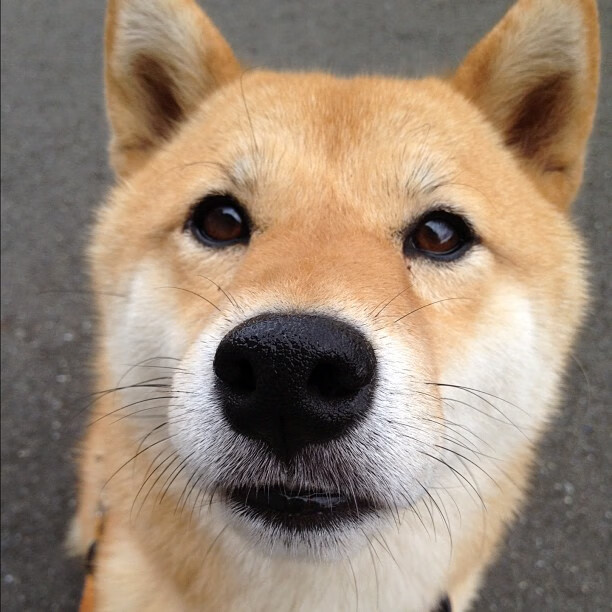 开云体育中国-橙衣骑士的独舞与白鹰军团的铁蹄，当个人光辉遭遇集体意志