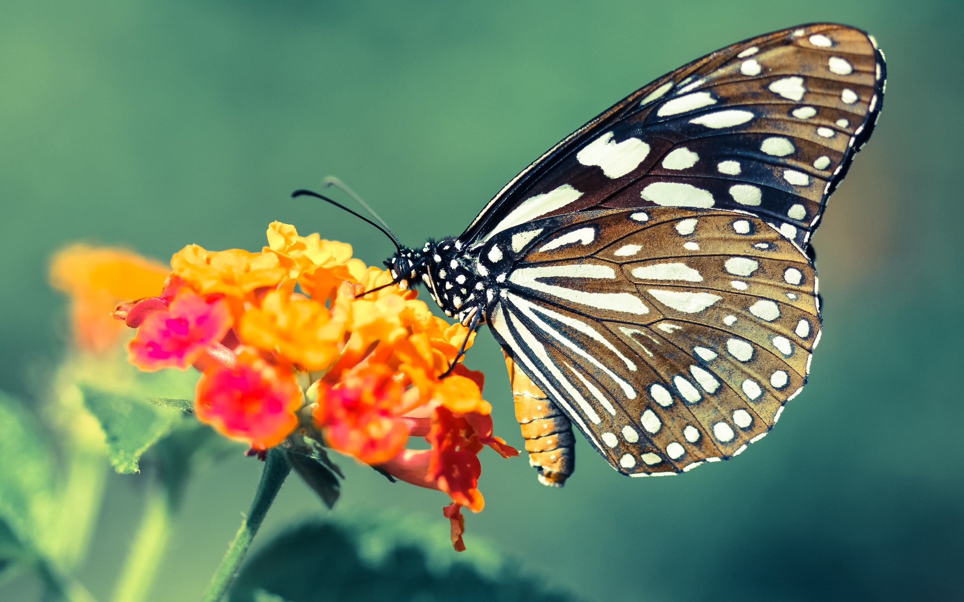 终局双王记，当勇士制霸数据悖论，字母哥撕裂平行宇宙