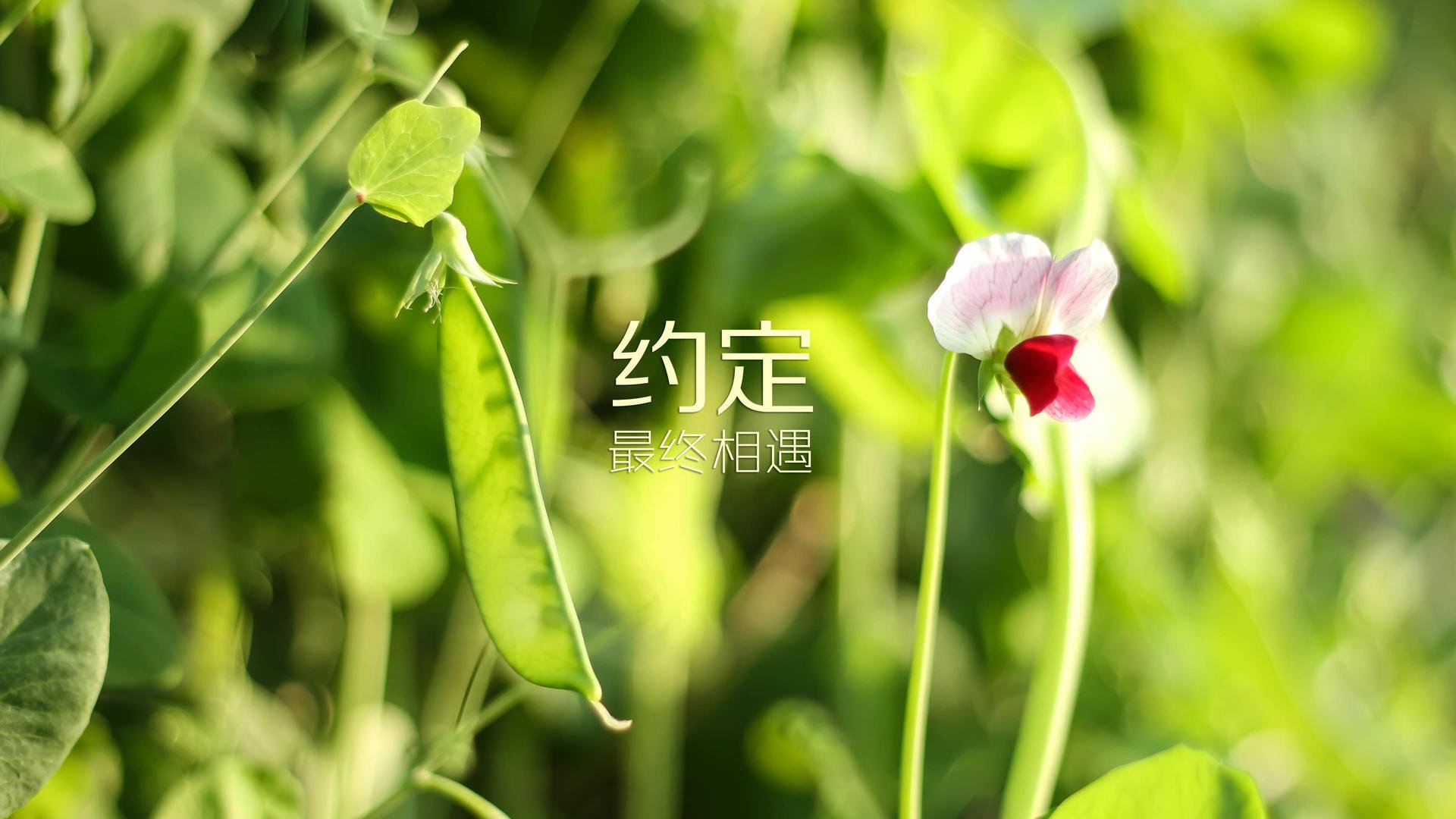 数字战场,雄鹿铁骑的节奏枷锁,与布伦森王的全域统治